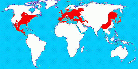 Mapa výskytu dubu ve světě - označeno červenou barvou.